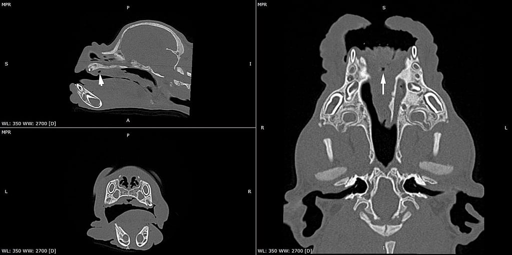 Een close-up van een CT-scan.