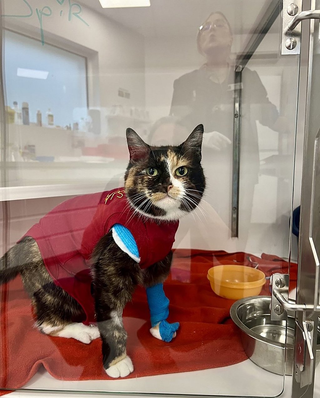 Een kat met een rood shirt en een gipsverband op zijn been.