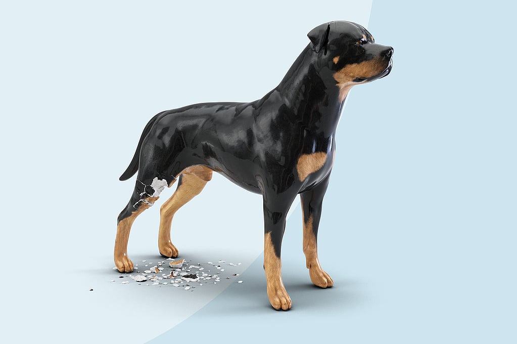 Een hond met een gebroken poot.