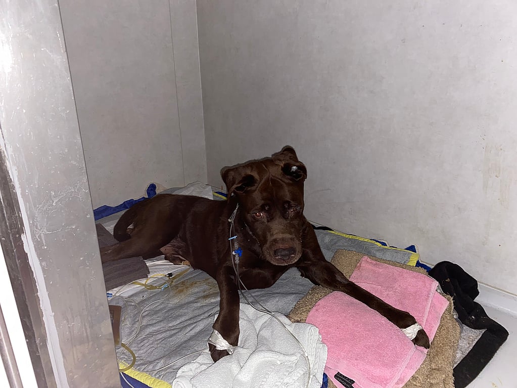Een hond liggend op een stapel handdoeken.