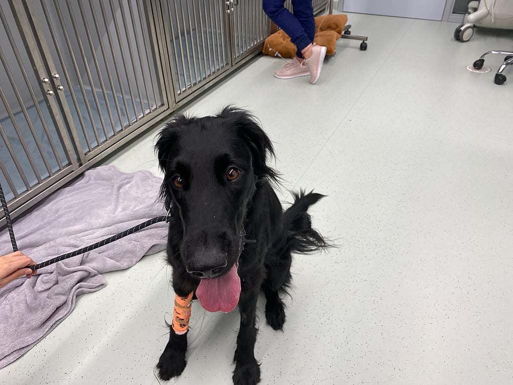 Een hond met een gipsverband op zijn been.
