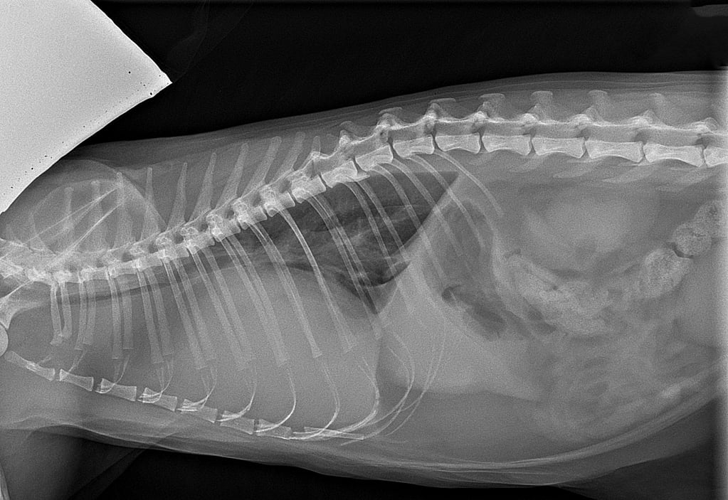 Een röntgenfoto van een hond.