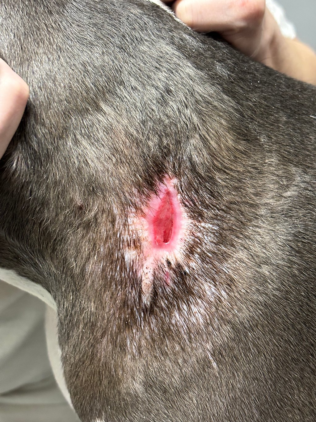 Een hond met een snee erop.