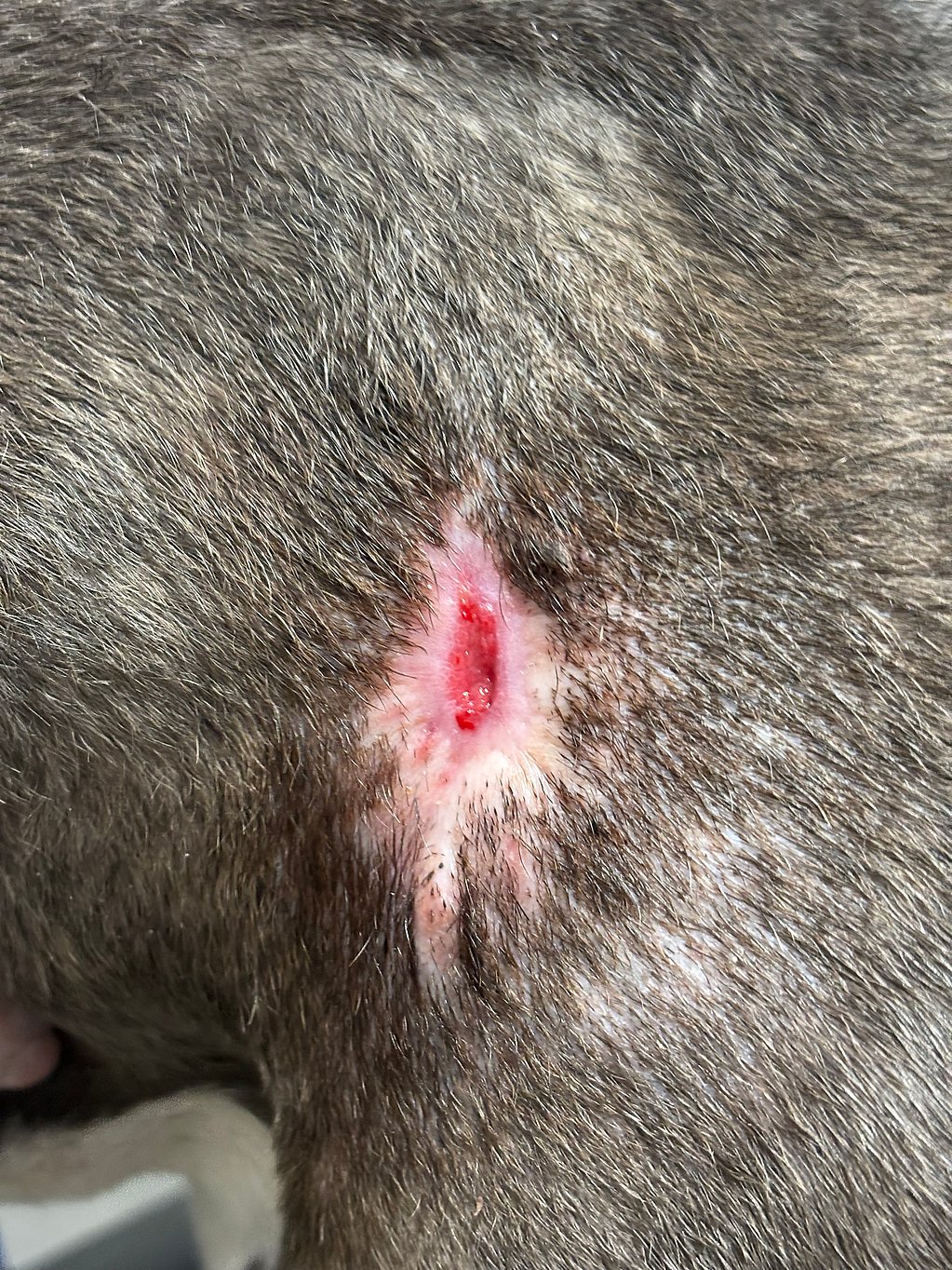 Een close-up van een wond op een hond.