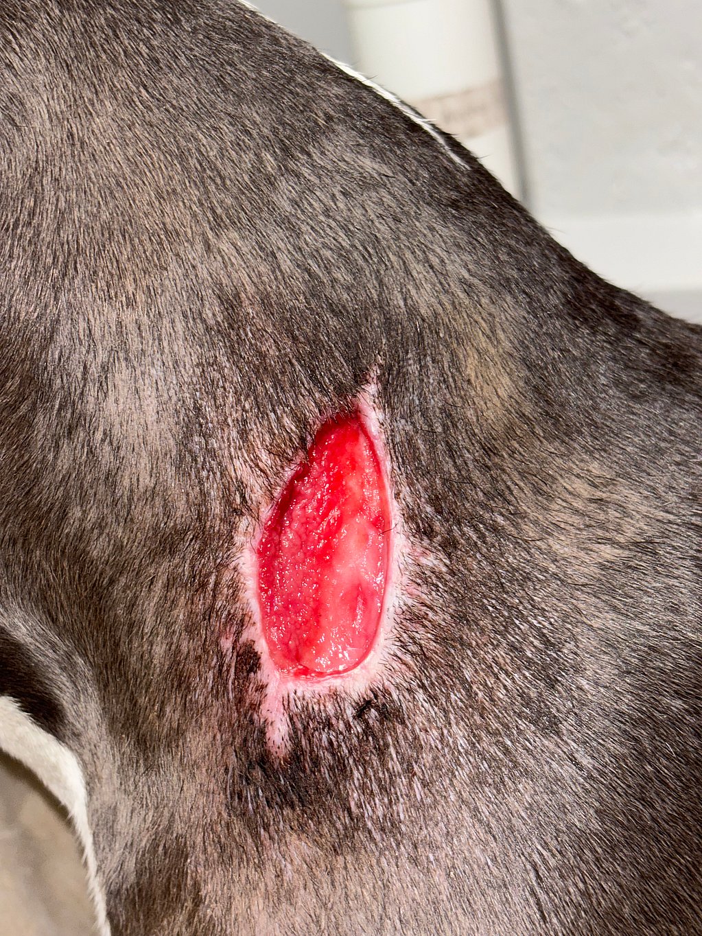 De huid van een hond met een snee.