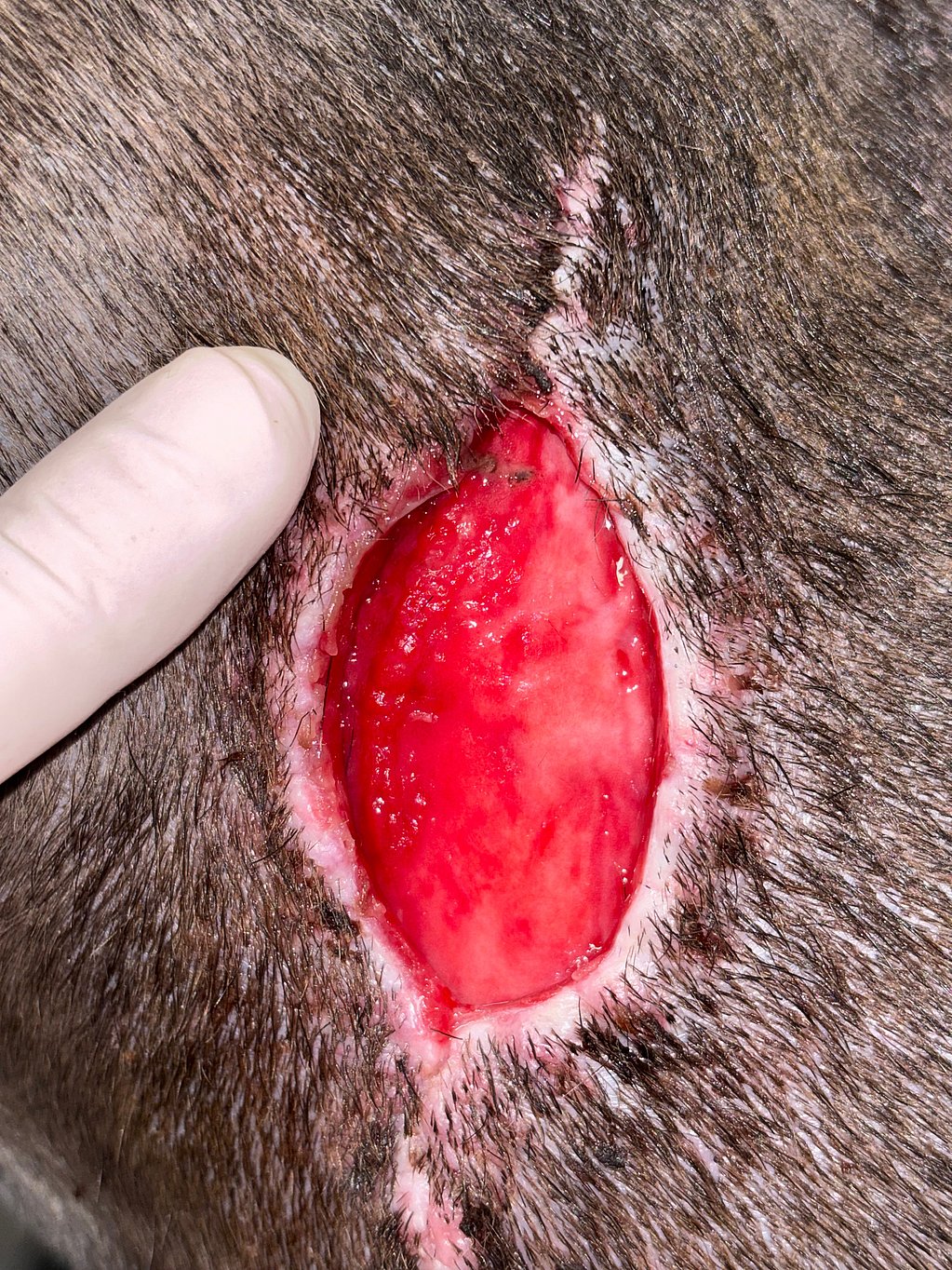 Een vinger die wijst naar een wond op de rug van een hond.