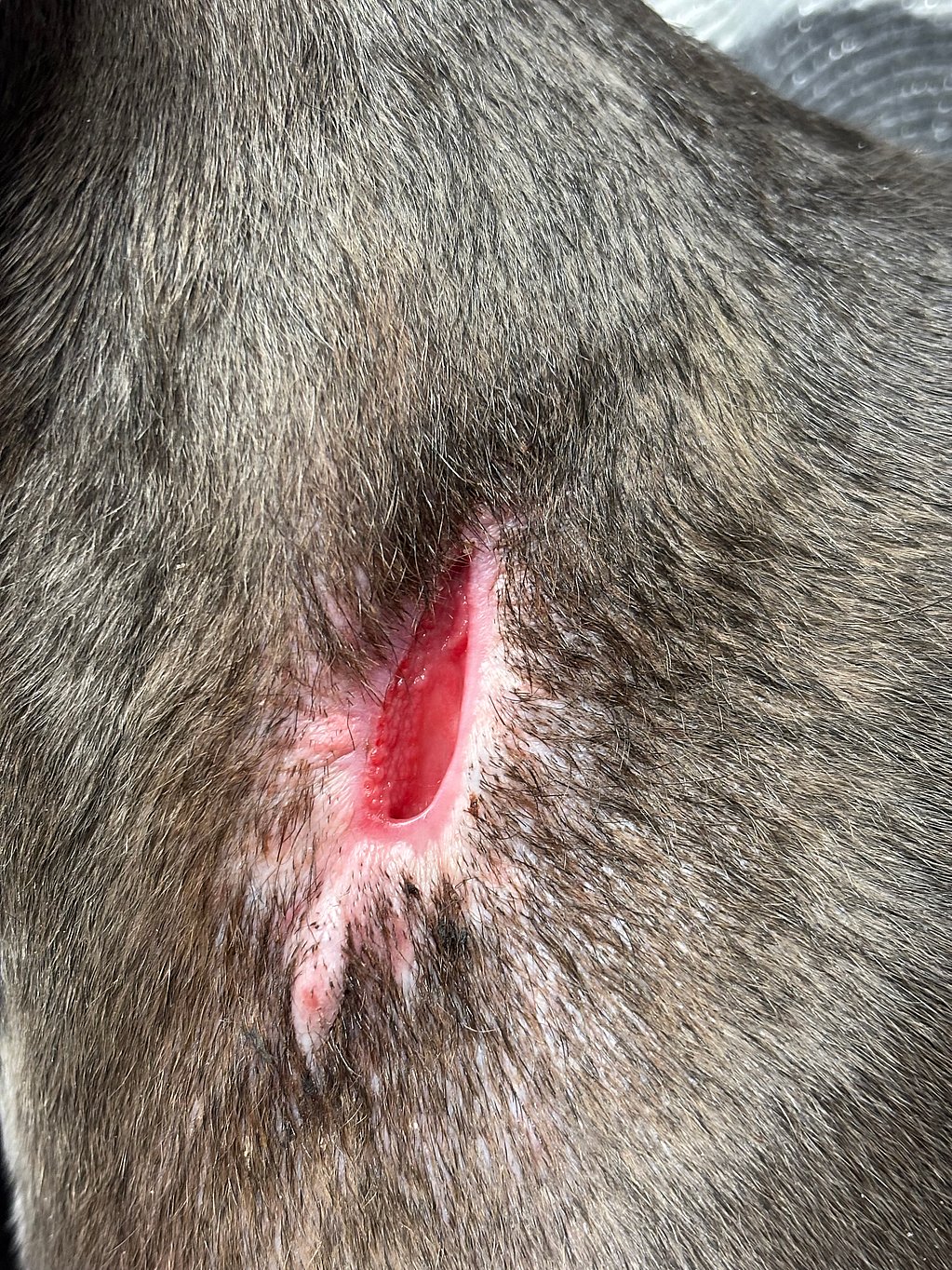 Een close-up van een wond.