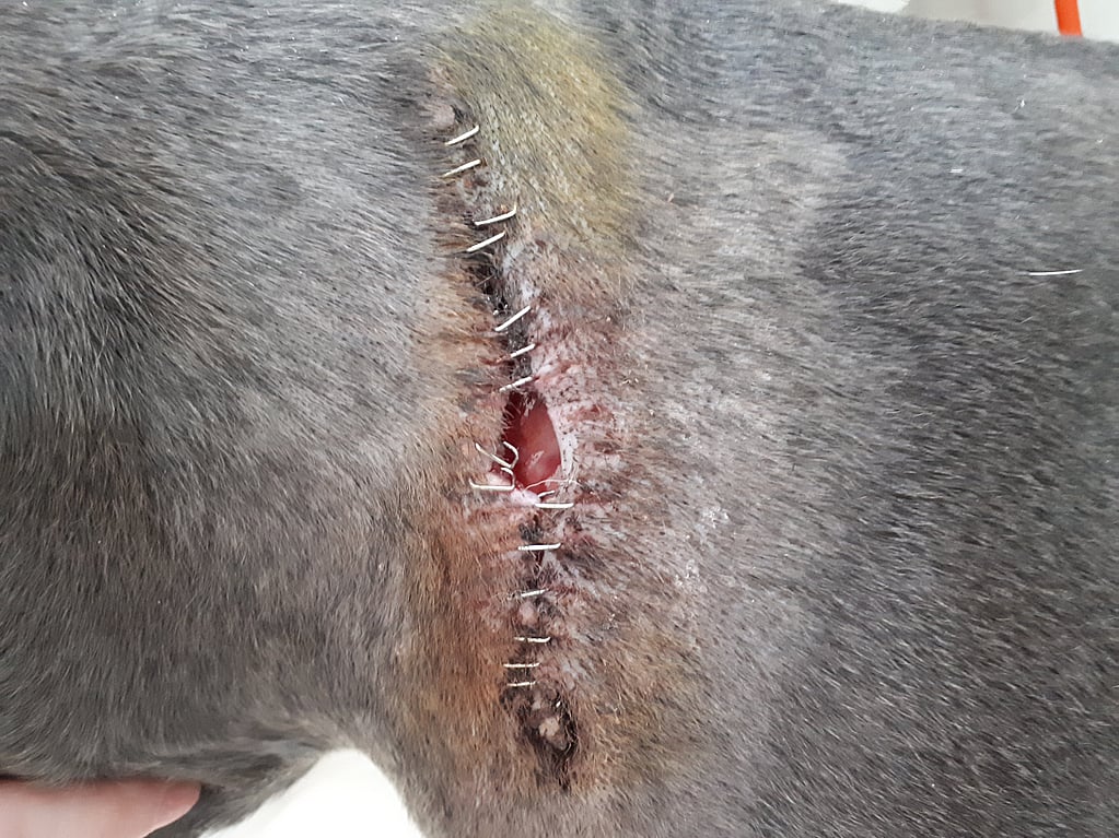 Een close-up van een wond.