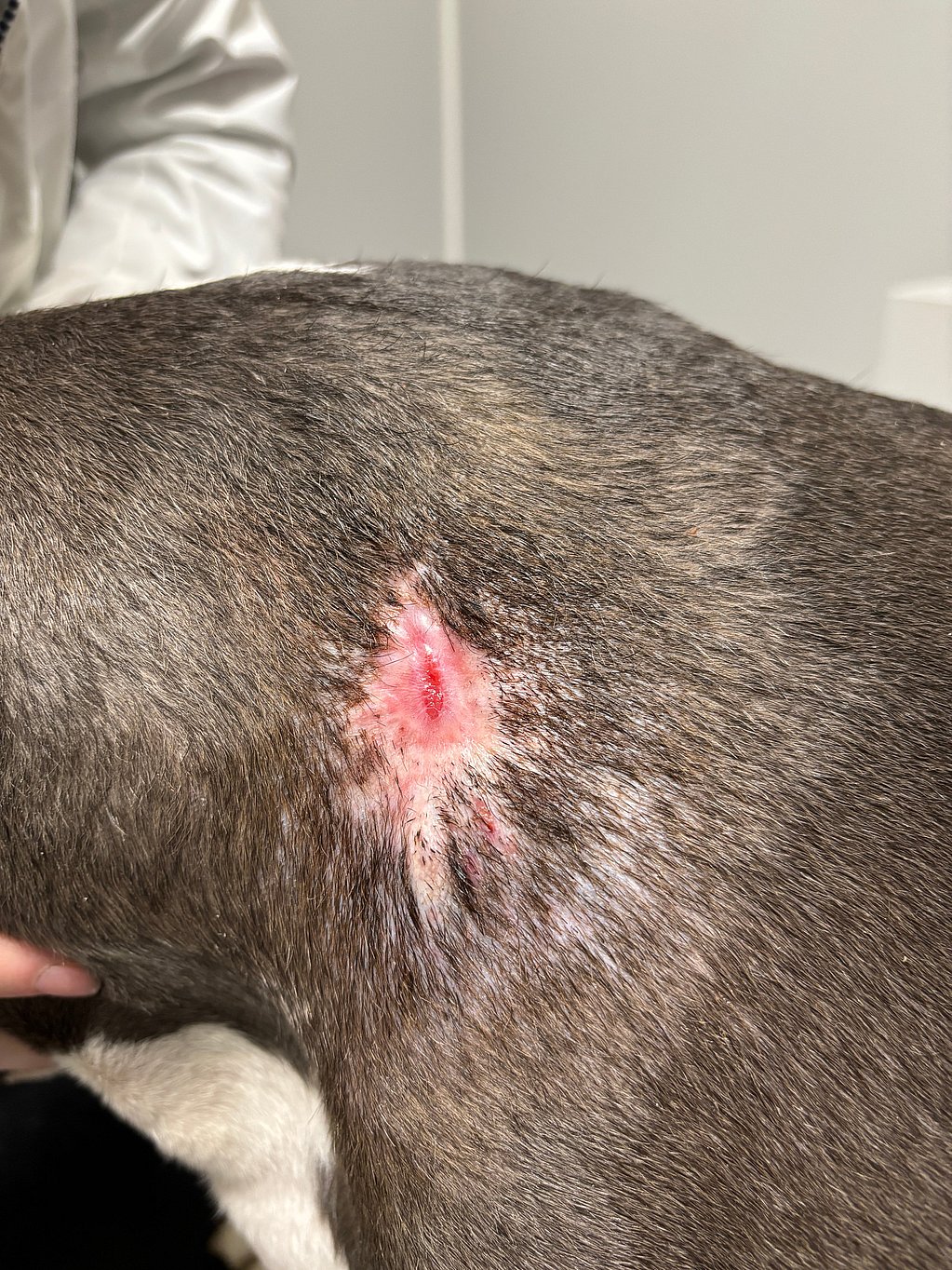 Een hond met een litteken op zijn rug.