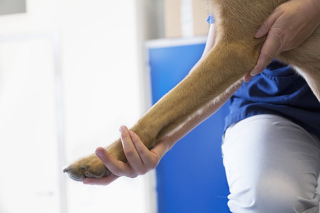 Een persoon die de poot van een hond vasthoudt.