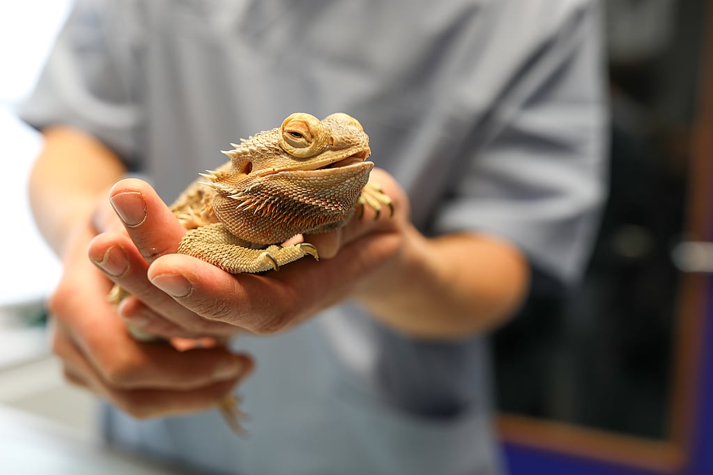 Une personne tenant un lézard.