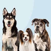 Een groep honden die bij elkaar zitten.