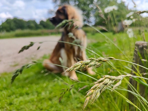 Een hond die in het gras zit.