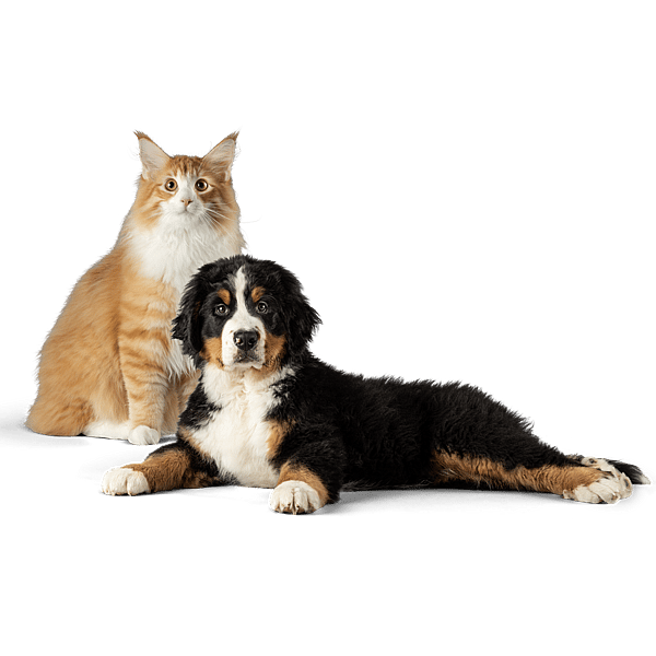 Een kat en een hond die camera bekijken.