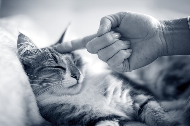 Een hand die een kat aanraakt.