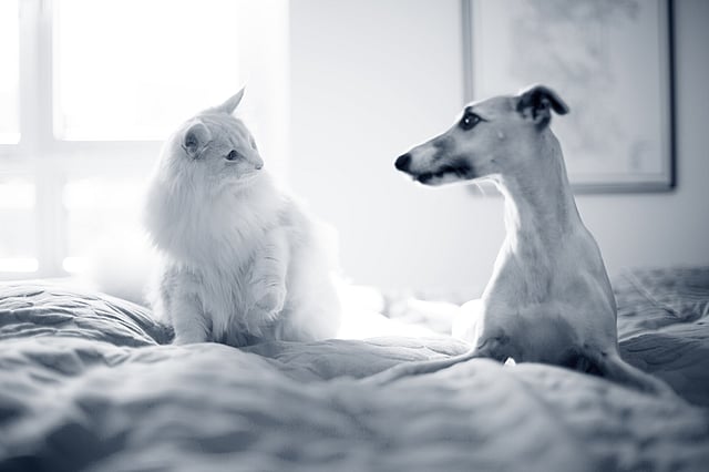 Een kat en een hond die op een bed zitten.