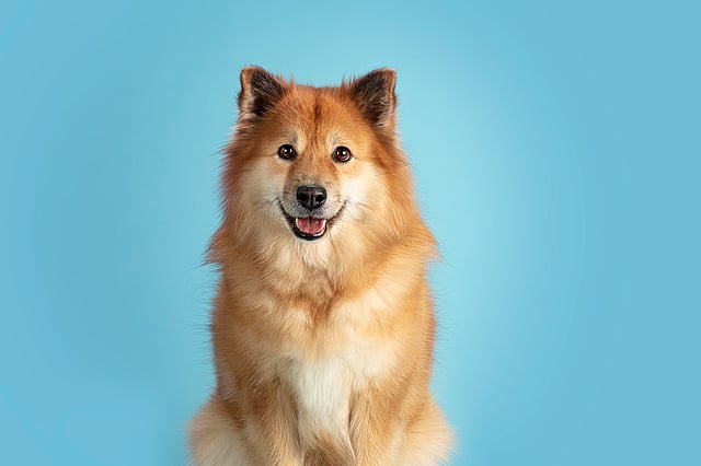 Een hond die op een blauwe achtergrond zit.