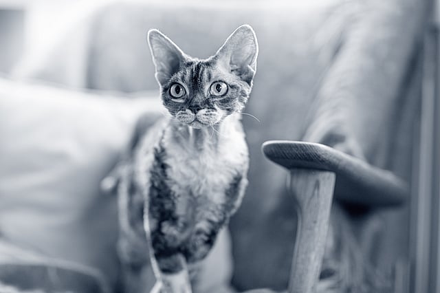 devon-rex