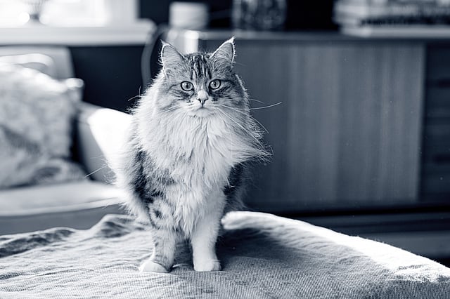 siberische-kat