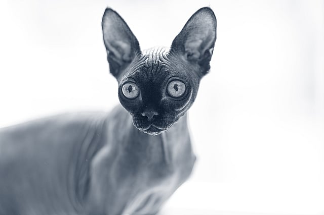 sphynx