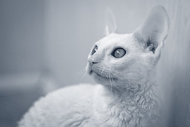 cornish-rex