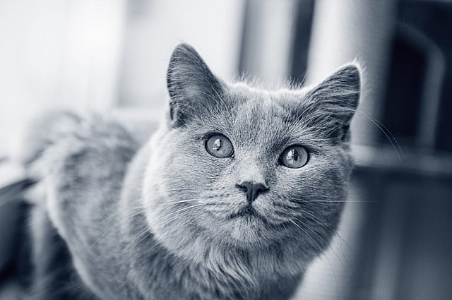 chartreux