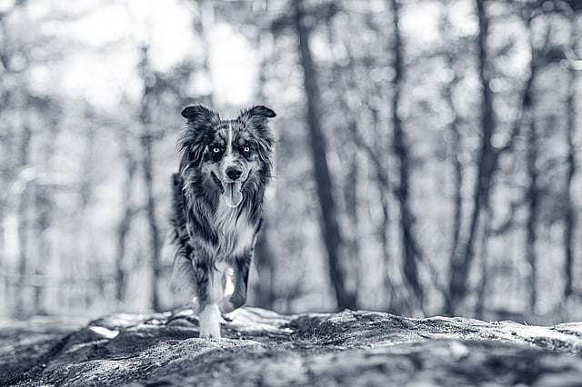 Hond in het bos