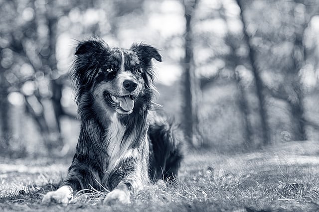 australische-herder