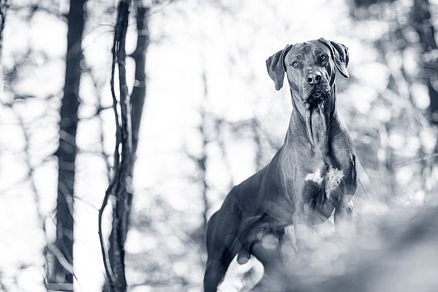 rhodesian-ridgeback