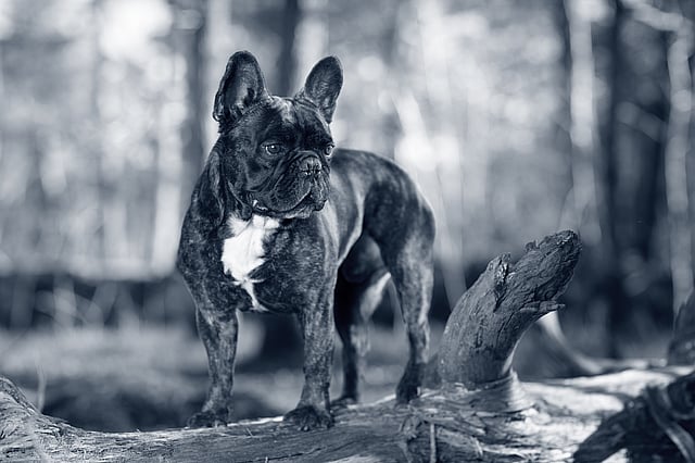 franse-bulldog