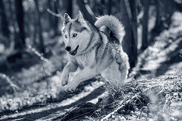 siberische-husky
