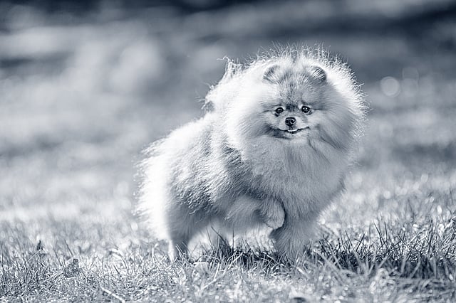 pomeriaan
