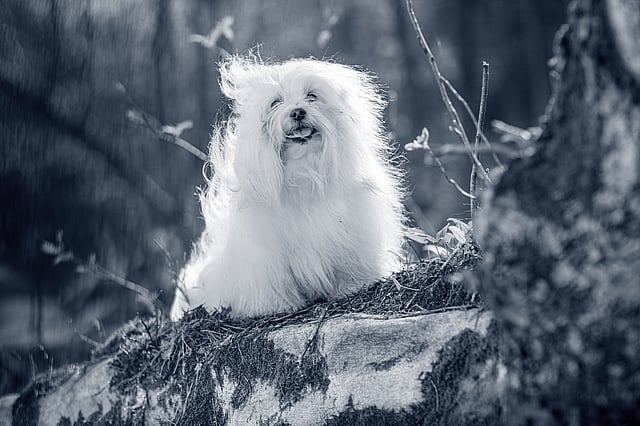 coton-de-tulear