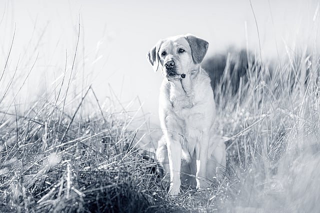 labrador-retriever