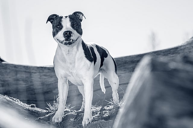 staffordshire-bull-terrier