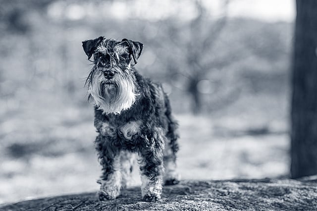 dwergschnauzer