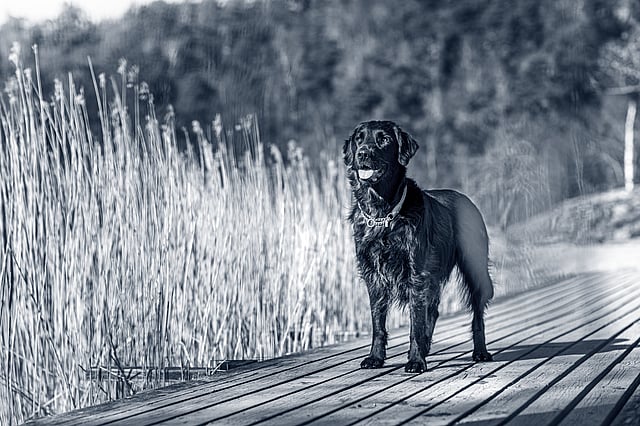 flatcoated-retriever
