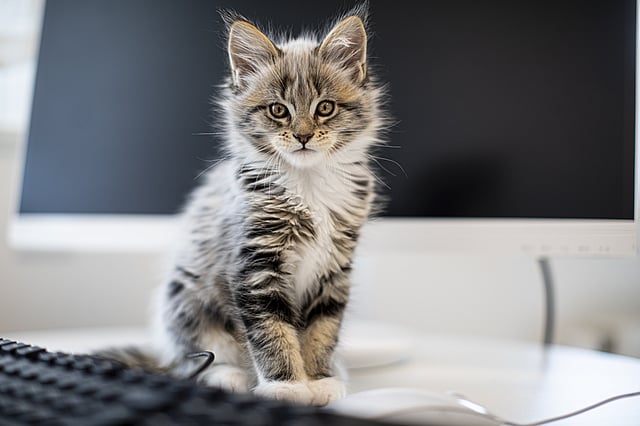 Een kat zittend op een aanrecht.