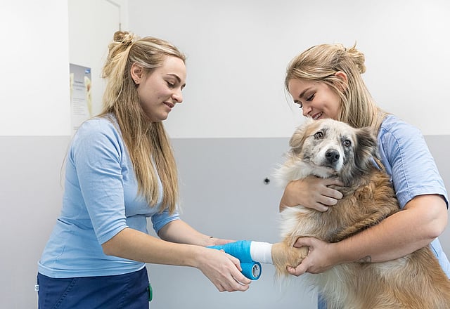 anicura-dierenkliniek-de-ark-hulshout-team