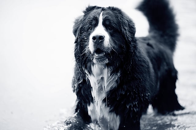 berner-sennenhond