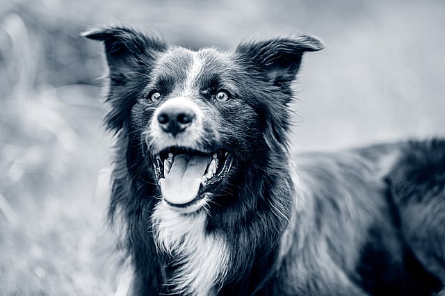 Een hond met zijn mond open.