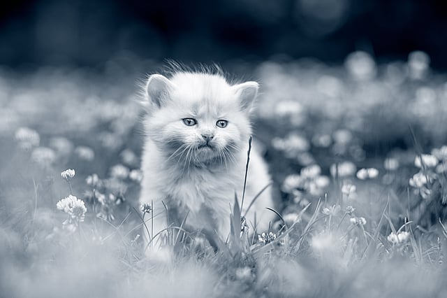 Un chaton dans un champ de fleurs.