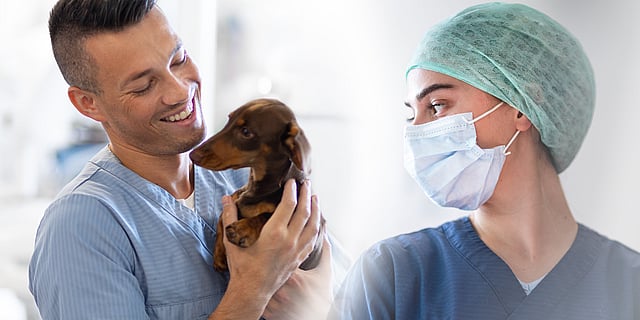 Een paar dierenartsen die een hond vasthouden.