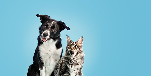 Een hond en een kat die camera bekijken.