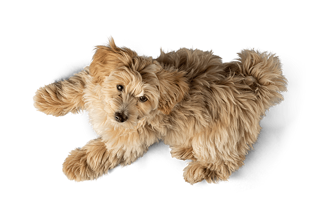 Een hond die op zijn rug ligt.