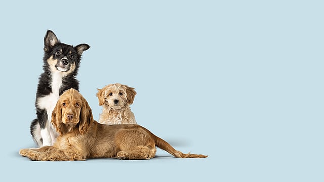 Een groep honden liggend.