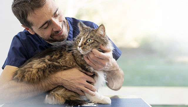 Une personne tenant un chat.