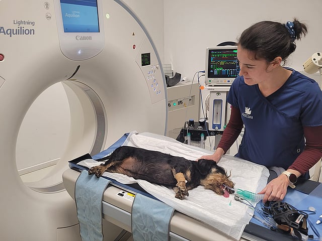 Une personne en uniforme médical à côté d’un chien allongé sur une table.