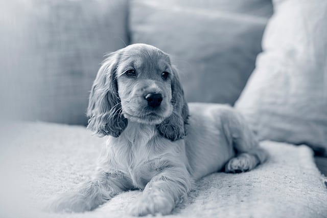 engelse-cocker-spaniel
