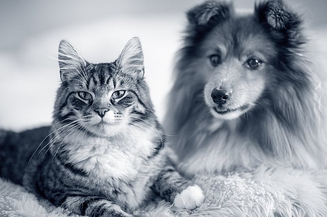 Un chat et un chien allongés sur une couverture.